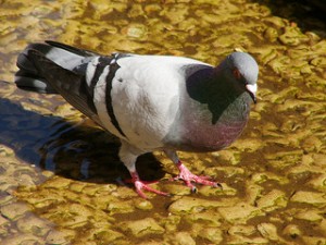 Pigeon